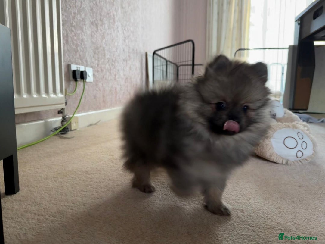 Pomeranian dogs for sale: 10 Week Purebred Pomeranian Champion EU Bloodline  - Advert 7