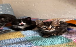 Mixed Breed cats for sale: Playful kittens ready to leave! - Image 12