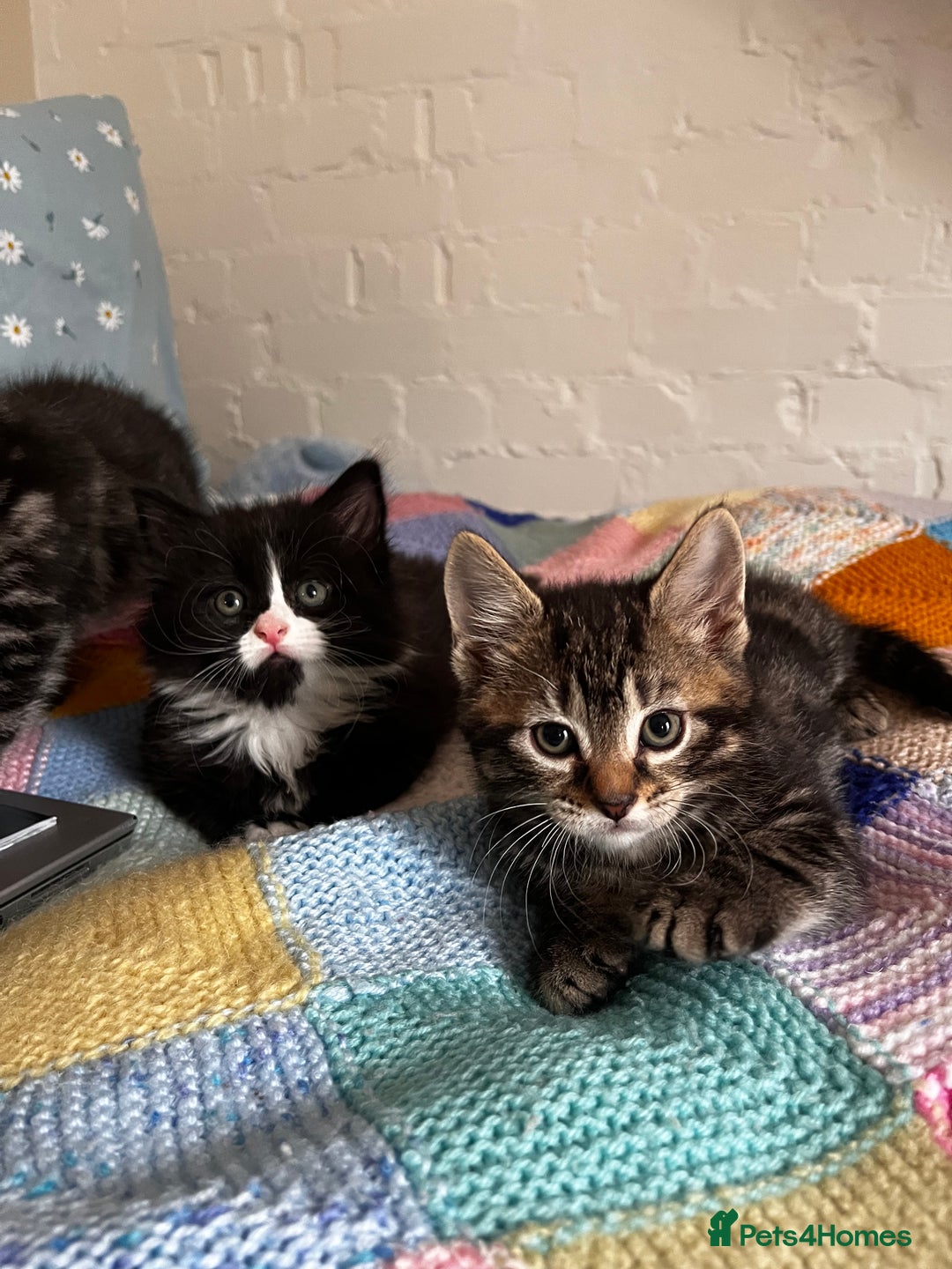 Mixed Breed cats for sale: Playful kittens ready to leave! - Image 12