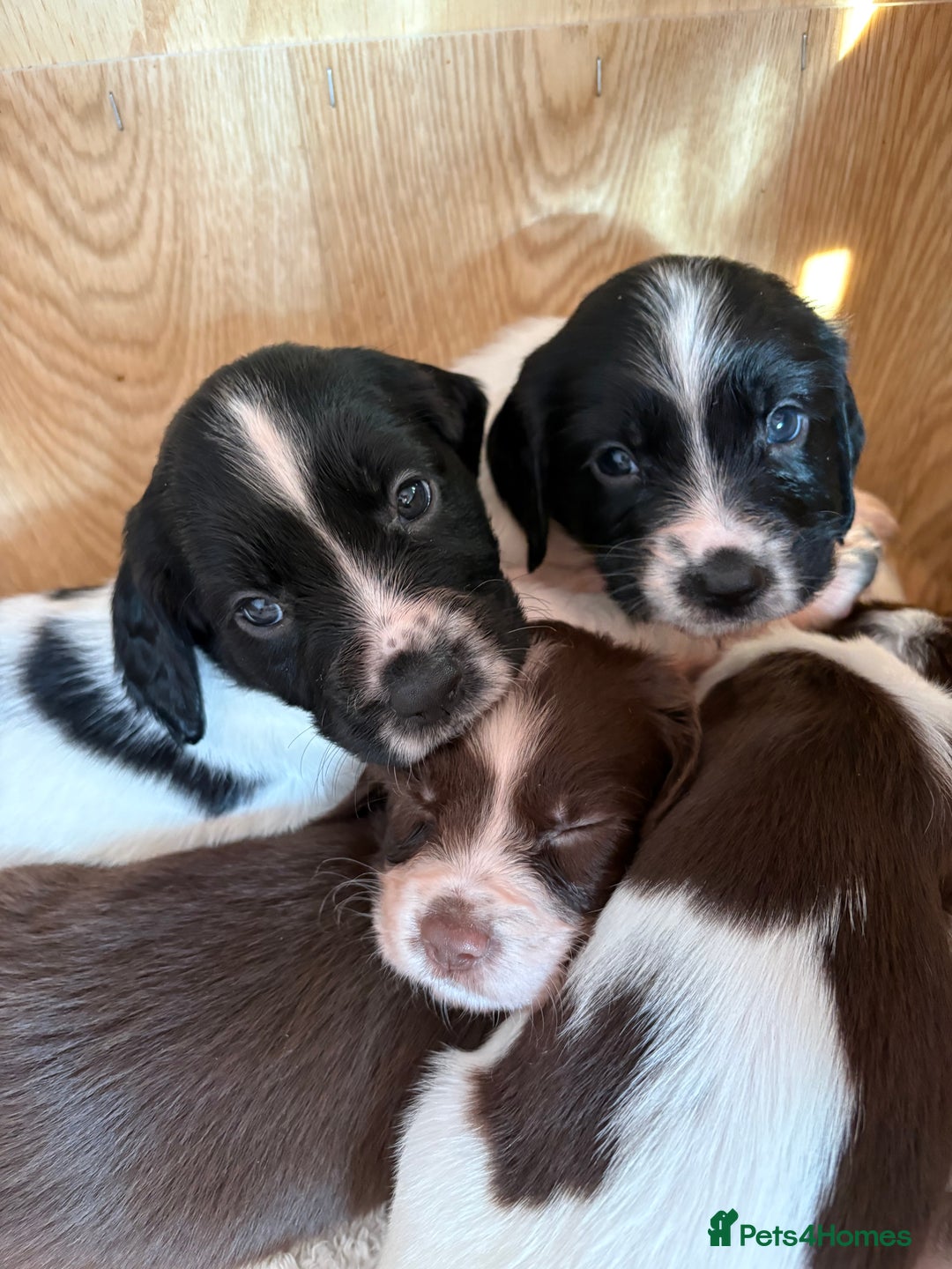 English Springer Spaniel dogs for sale: Springer Spaniel Puppies - mixed colours  - Advert 1