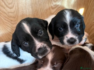 English Springer Spaniel dogs Springer Spaniel Puppies - mixed colours - Advert 14