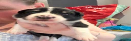 Border Collie dogs for sale: Border collie puppies in Tranent - Advert 25