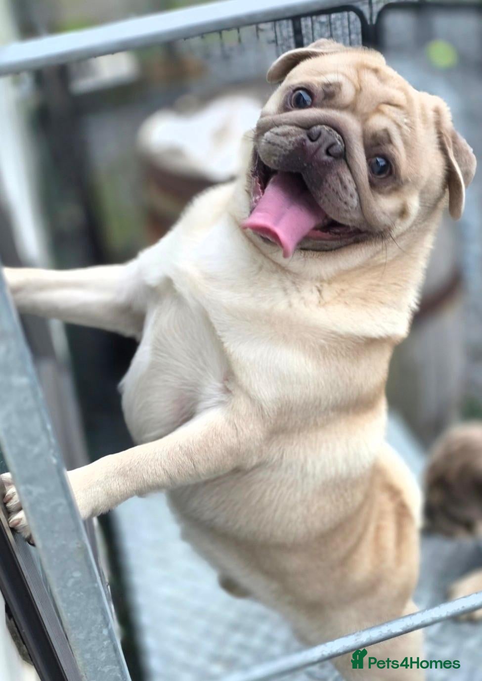 Pug dogs STUD PUGS - Advert 2