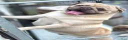 Pug dogs for stud: STUD PUGS in Armagh - Advert 1