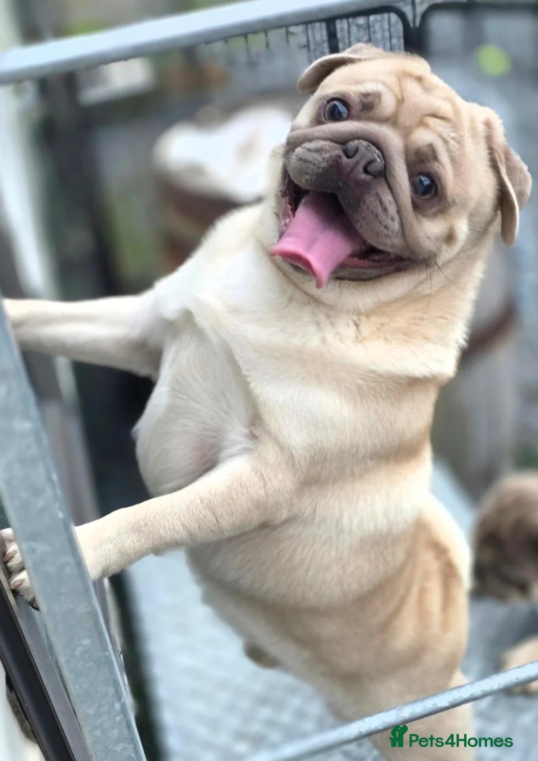 Pug dogs for stud: STUD PUGS in Armagh - Advert 1