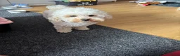 Maltipoo dogs for stud: White toy Maltipoo Stud dog /Woolwich - Advert 7