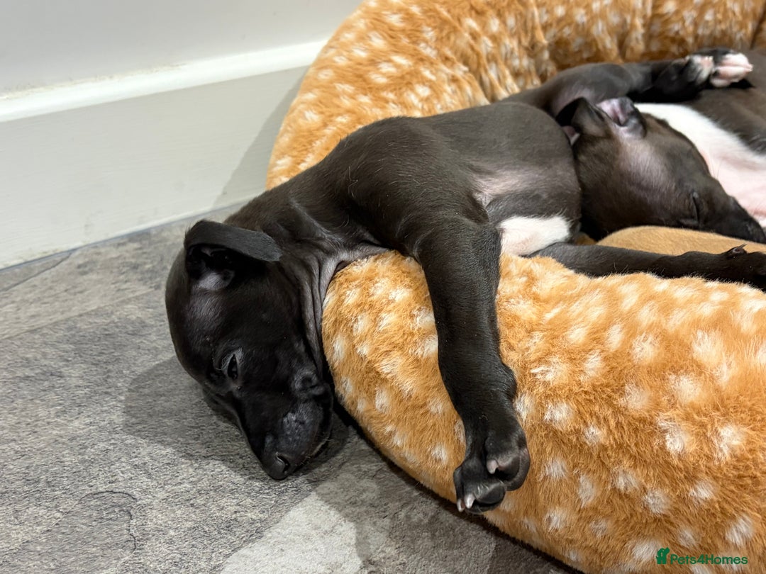 Italian Greyhound dogs for sale: 3/4 Italian greyhound 1/4 whippet puppies - Image 3