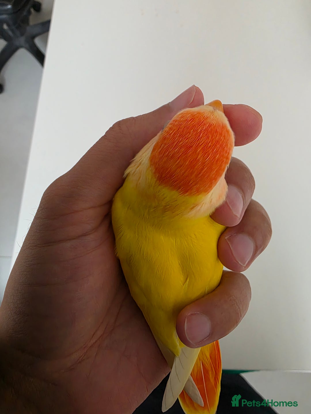 Lovebirds birds for sale: Super Tame, Hand Reared Baby Lovebird - Image 3