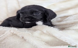 Cocker Spaniel dogs for sale: Beautiful black working cocker spaniel puppies  - Image 11