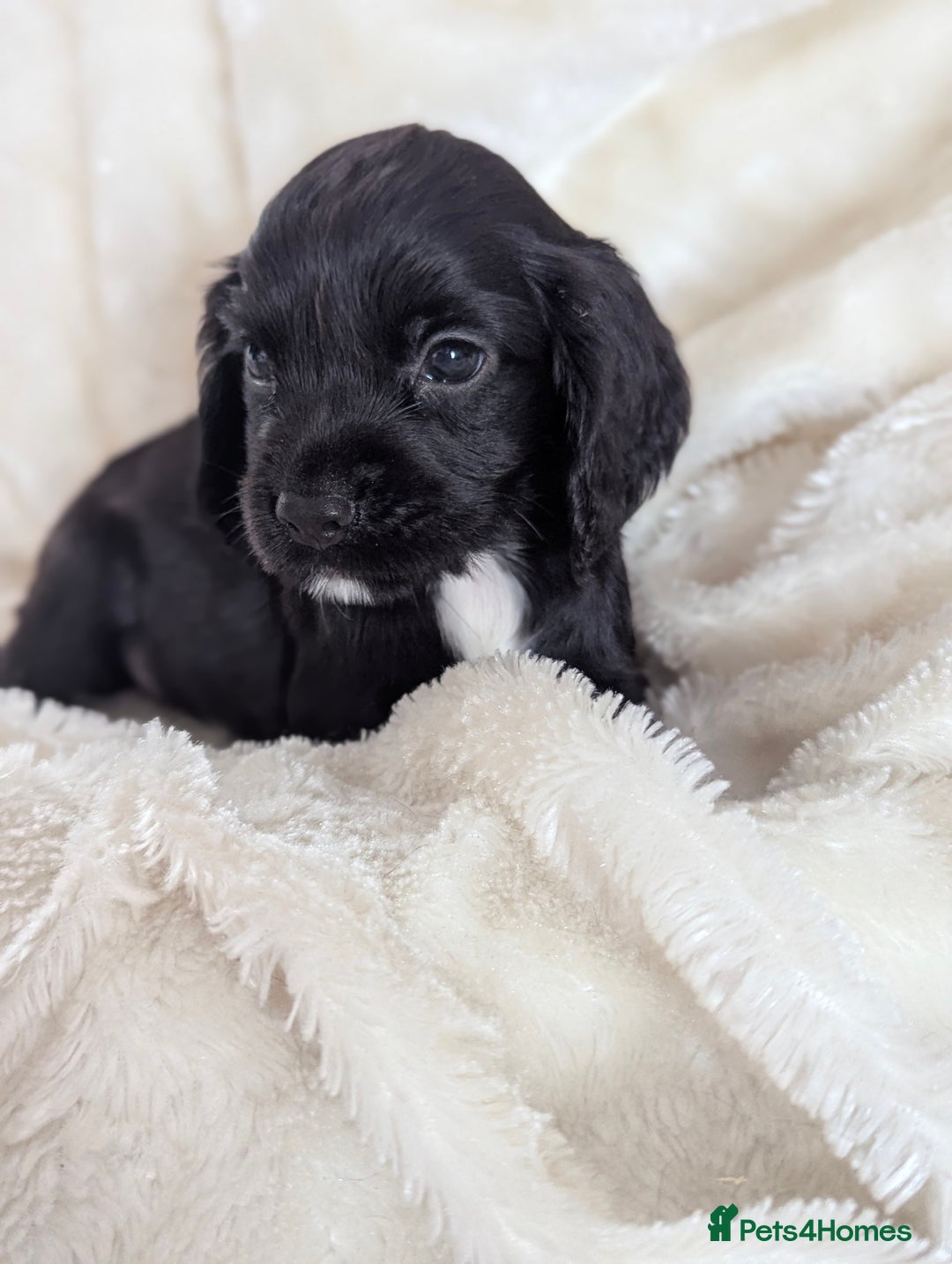 Cocker Spaniel dogs for sale: Beautiful black working cocker spaniel puppies  - Image 11