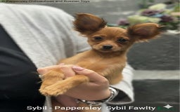 Russian Toy Terrier dogs for sale: Russian Toy puppies from show lines  - Image 8