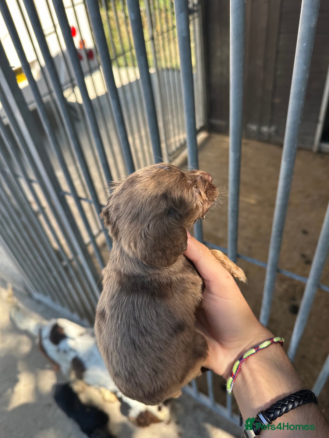 Cocker Spaniel dogs for sale: Rare cocker spaniels - Image 10