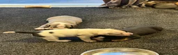 Olde English Bulldogge dogs for sale: Olde English bulldogge f2 - Advert 15