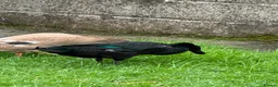 Ducks poultry for sale: Flock of young runner ducks - Advert 5