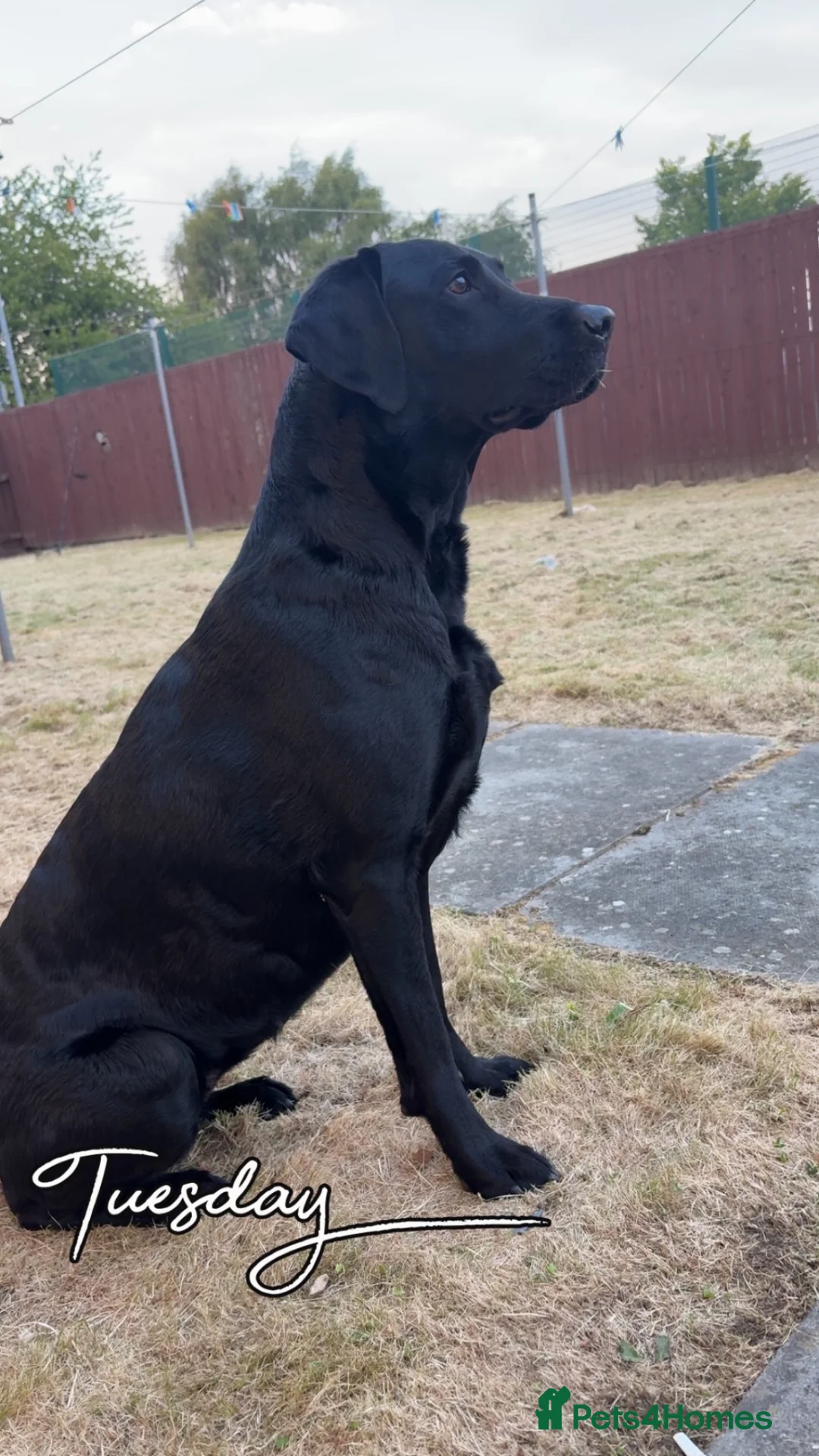 Labrador Retriever dogs for sale: Labrador retriever - Advert 2