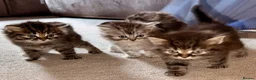 Persian cats for sale: READY TO LEAVE - OFFERS CONSIDERED  in Telford - Advert 12