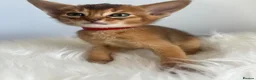 Abyssinian cats for sale: Adorable Abyssinian kittens - Advert 7