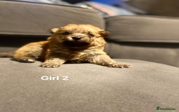 Pomeranian dogs for sale: Pomeranian pups available  - Image 6