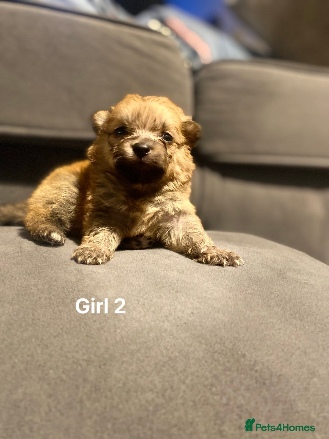 Pomeranian dogs for sale: Pomeranian pups available  - Image 6
