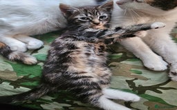 Mixed Breed cats for sale: Cute male kitten looking for a loving home - Image 2