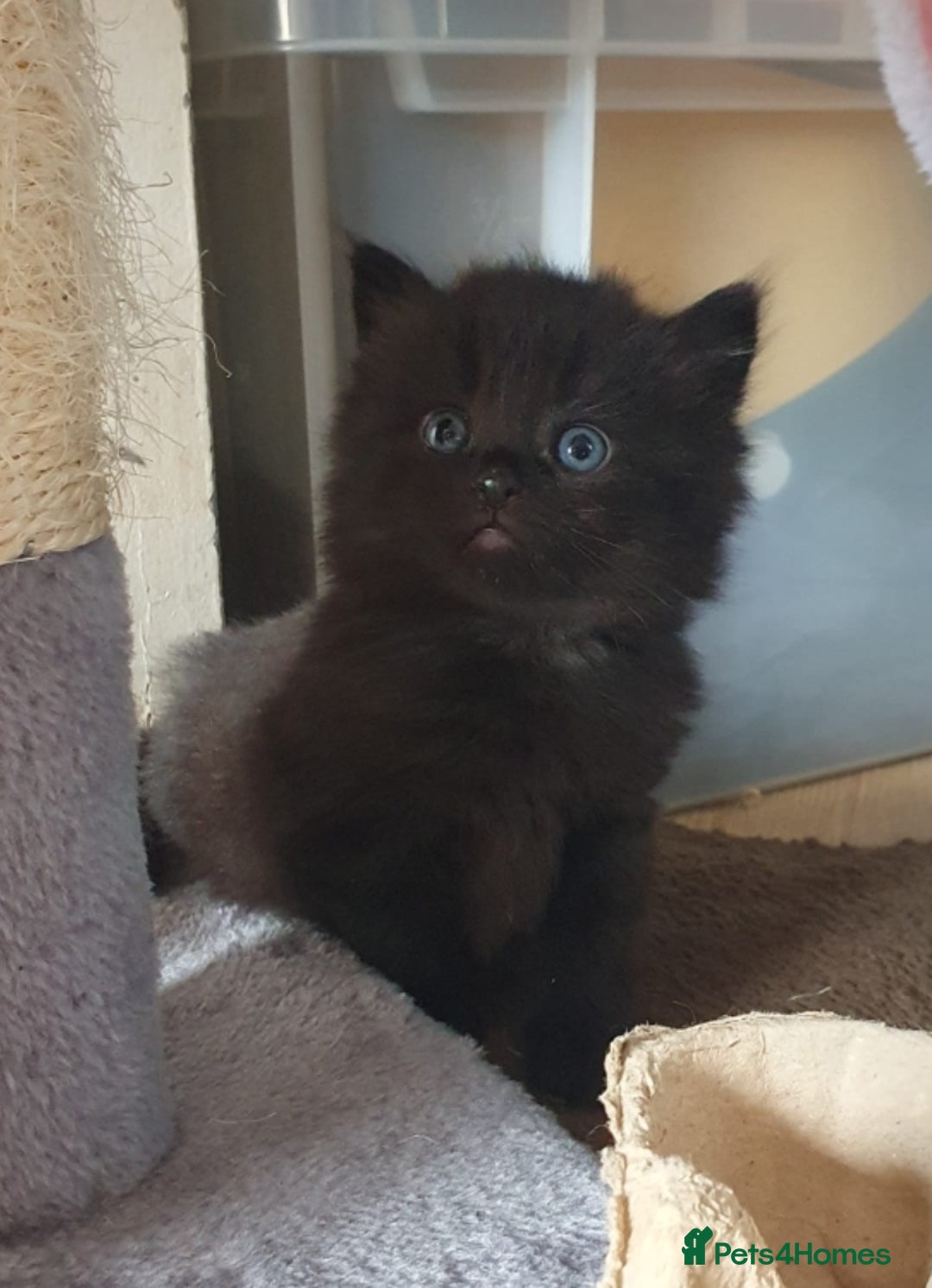 British Shorthair cats for sale: 3 Adorable Kittens for Sale, 2 Boys and 1 Girl - Image 2