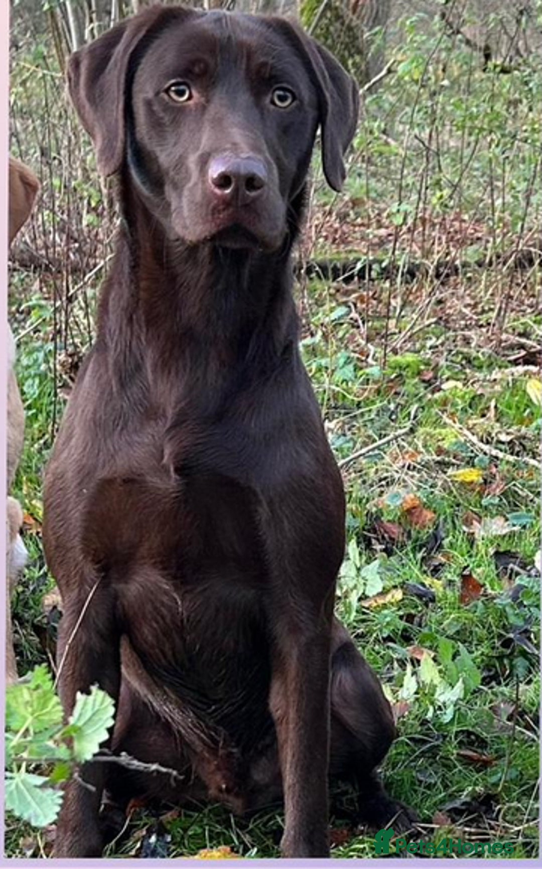 Labrador Retriever dogs for sale: Labrador retriever puppies  - Image 4