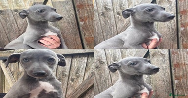 Whippet dogs - Advert 11