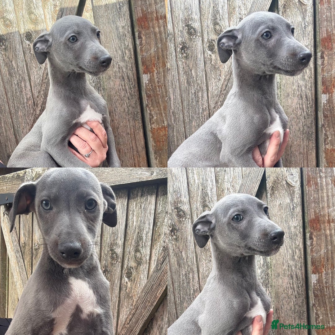 Whippet dogs for sale: Kc reg Beautiful blue whippets ready to leave  - Image 4