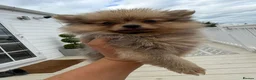 Pomeranian dogs for sale: Pomeranian Puppies  - Advert 15