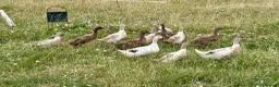Ducks poultry for sale: Ducks for sale - Advert 3