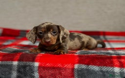 Miniature Dachshund dogs for sale: STUNNING DACHSUND PUPPIES  - Image 4