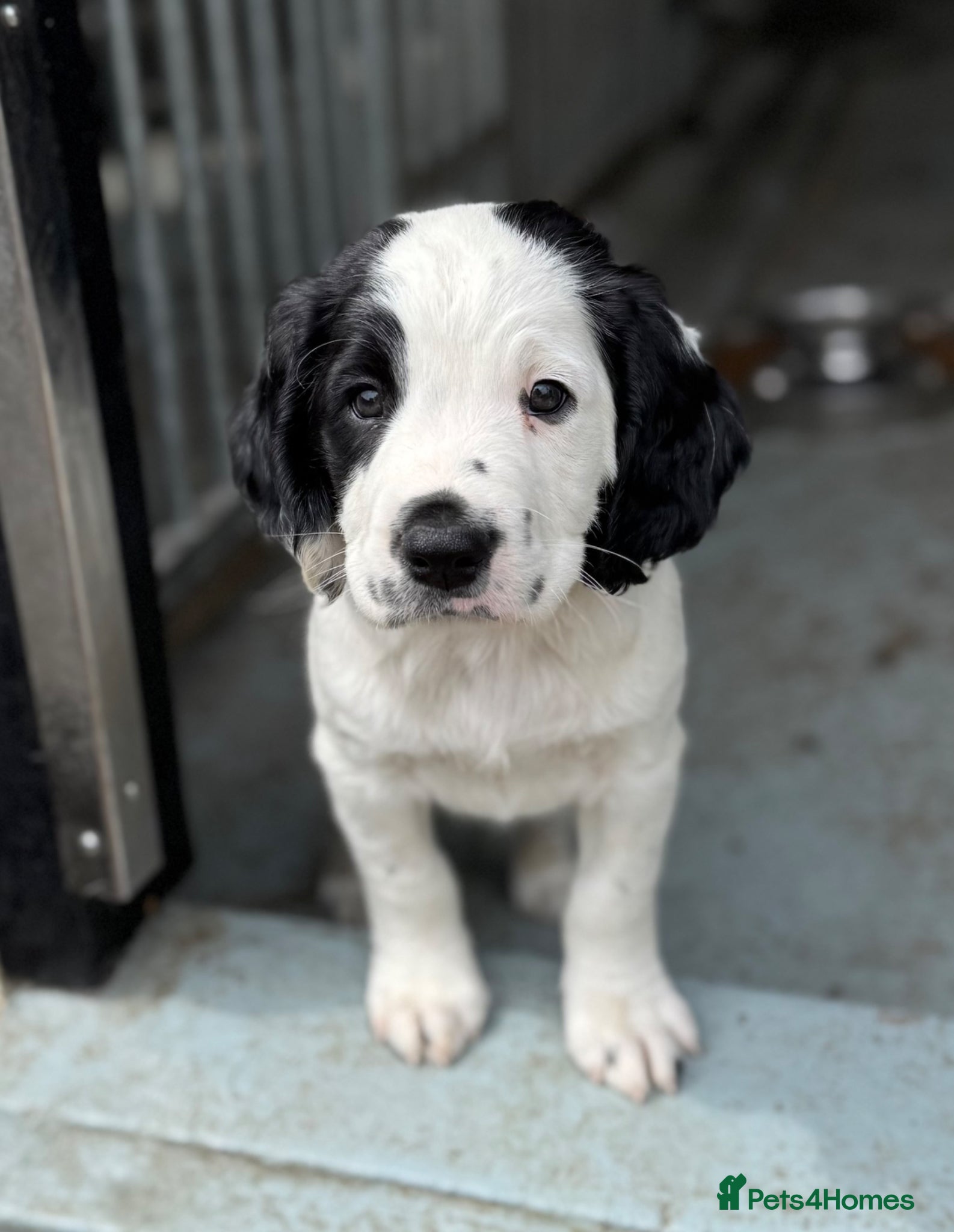 English Springer Spaniel dogs Our final puppy looking for a loving forever home! - Advert 7