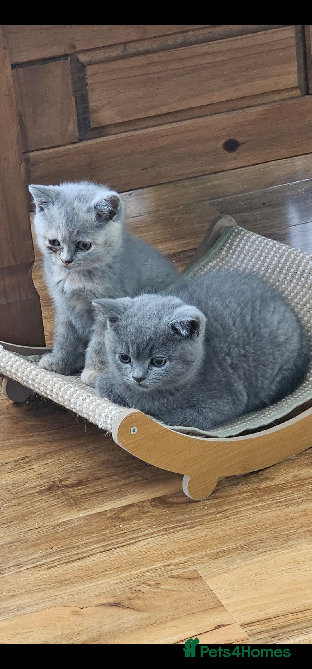 British Shorthair cats for sale: GCCF chunky girl - Advert 3