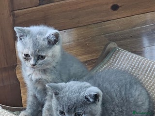 British Shorthair cats GCCF chunky girl - Advert 15