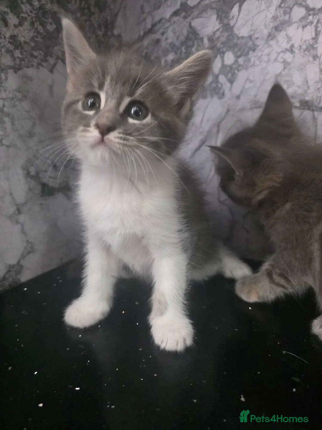Mixed Breed cats for sale: MAINECOON X British short hair - Advert 2