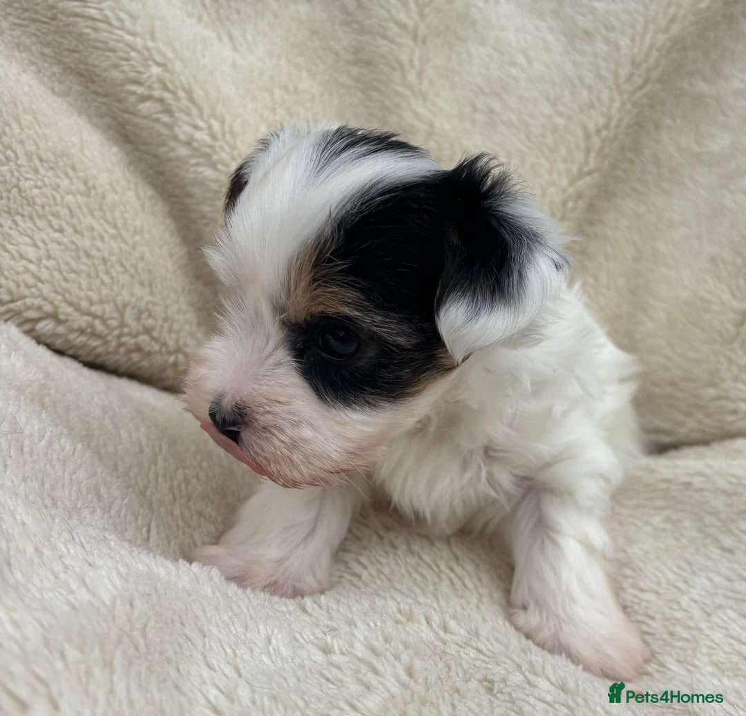 Biewer Terrier dogs for sale: Beautiful biewer terrier puppies 🩷 - Image 25