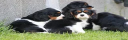Cavalier King Charles Spaniel dogs for sale: Beautiful Cavalier King Charles Spaniel puppies - Advert 26