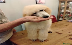 Standard Poodle dogs for sale: Stunning KC reg female standard poodle puppy. - Advert 3