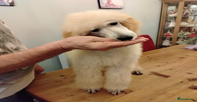 Standard Poodle dogs - Advert 15