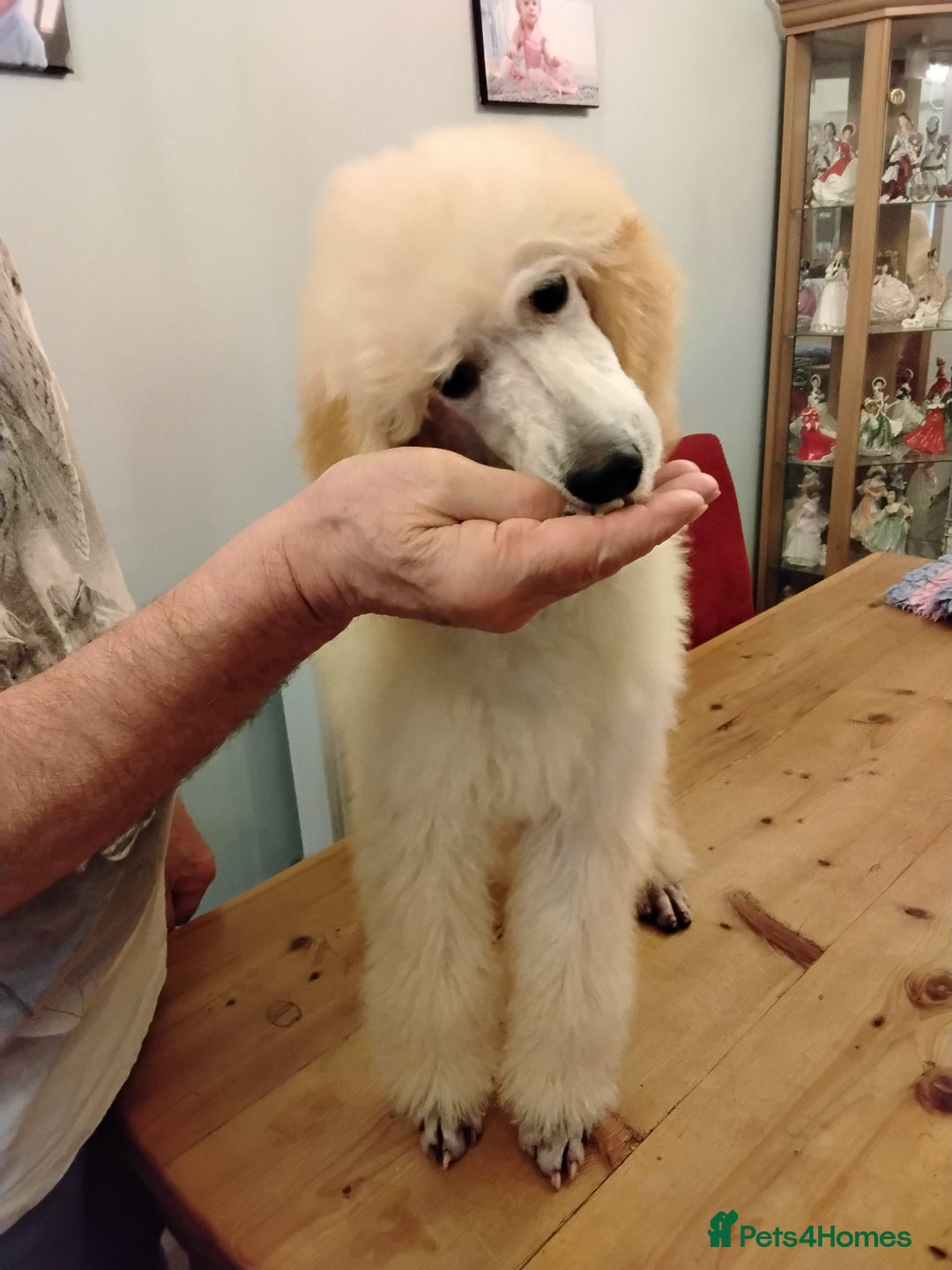 Standard Poodle dogs for sale: Stunning KC reg female standard poodle puppy. - Advert 3