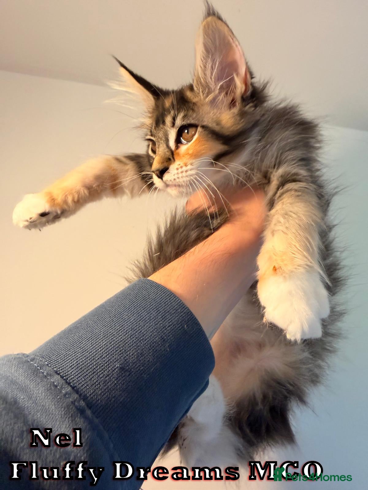 Maine Coon cats 4 Girls 1 Boy Active / Non Active N/N Tested TICA - Advert 1