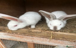 British Giant rabbits for sale: Rabbits for sale  - Image 4