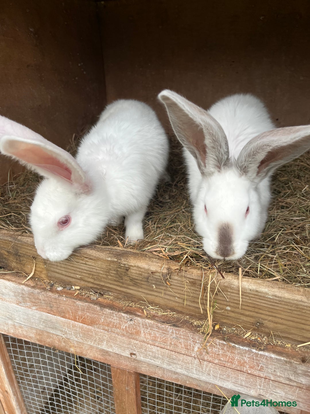 British Giant rabbits for sale: Rabbits for sale  - Image 4