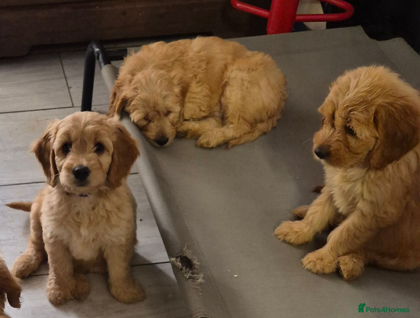 Mini Goldendoodle dogs Ready now! F1B Goldendoodle Golden doodle puppy's - Advert 2
