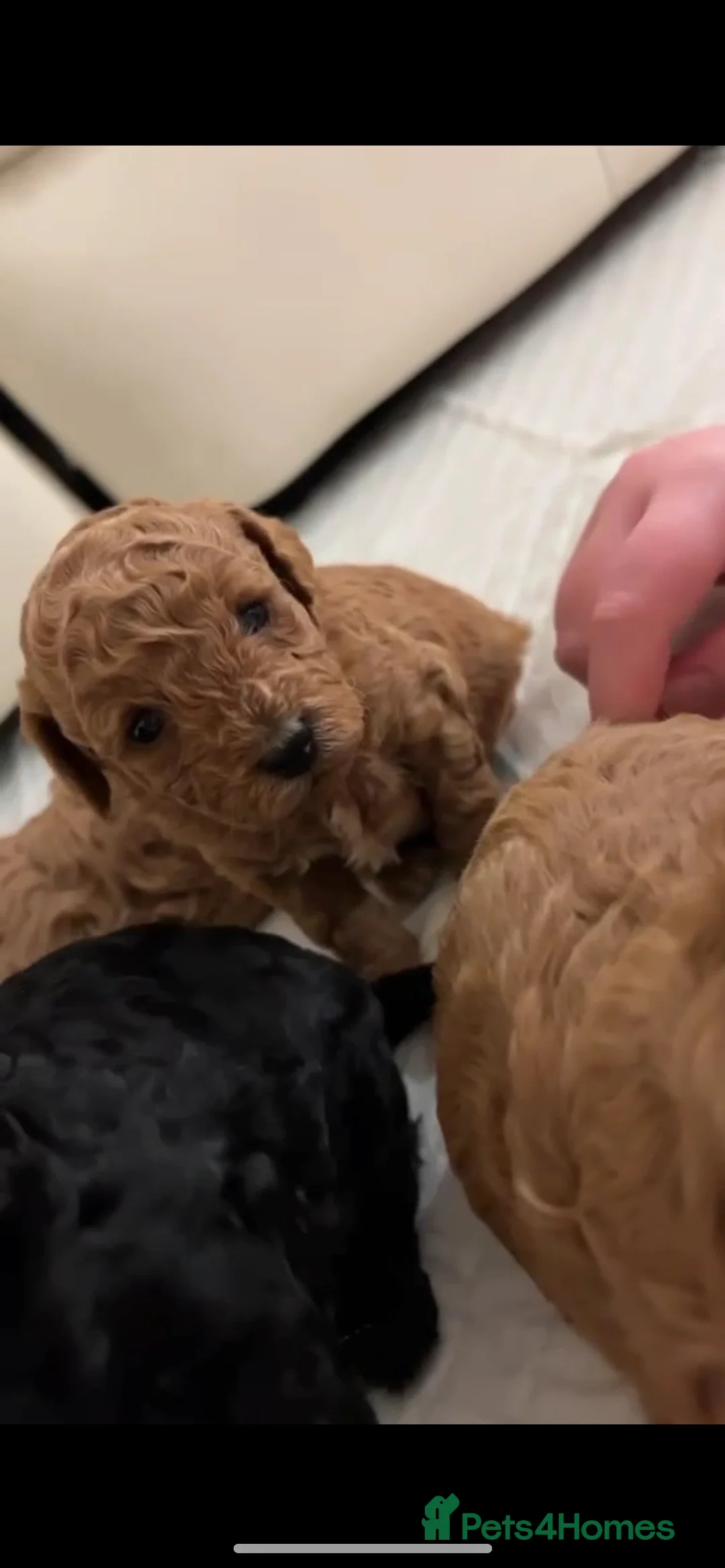 Miniature Poodle dogs for stud:  ⭐️KC PRINCE CHARMING BLUE BOY MINIATURE POODLE⭐️ - Advert 14