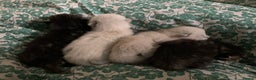 Siamese cats for sale: 🐾✨ White Siamese Maggir Became a Mum! ✨🐾 - Advert 36