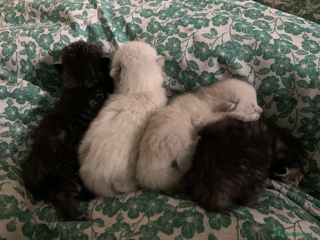 Siamese cats for sale: 🐾✨ White Siamese Maggir Became a Mum! ✨🐾 - Advert 36