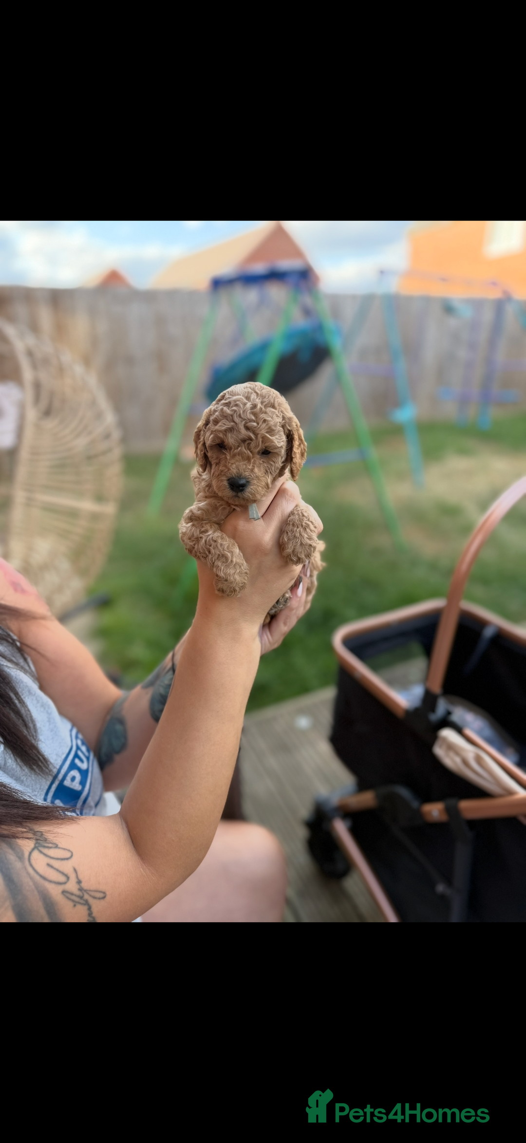 Cavapoo dogs for sale: 1 beautiful curly haired toy poodle boy - Image 3