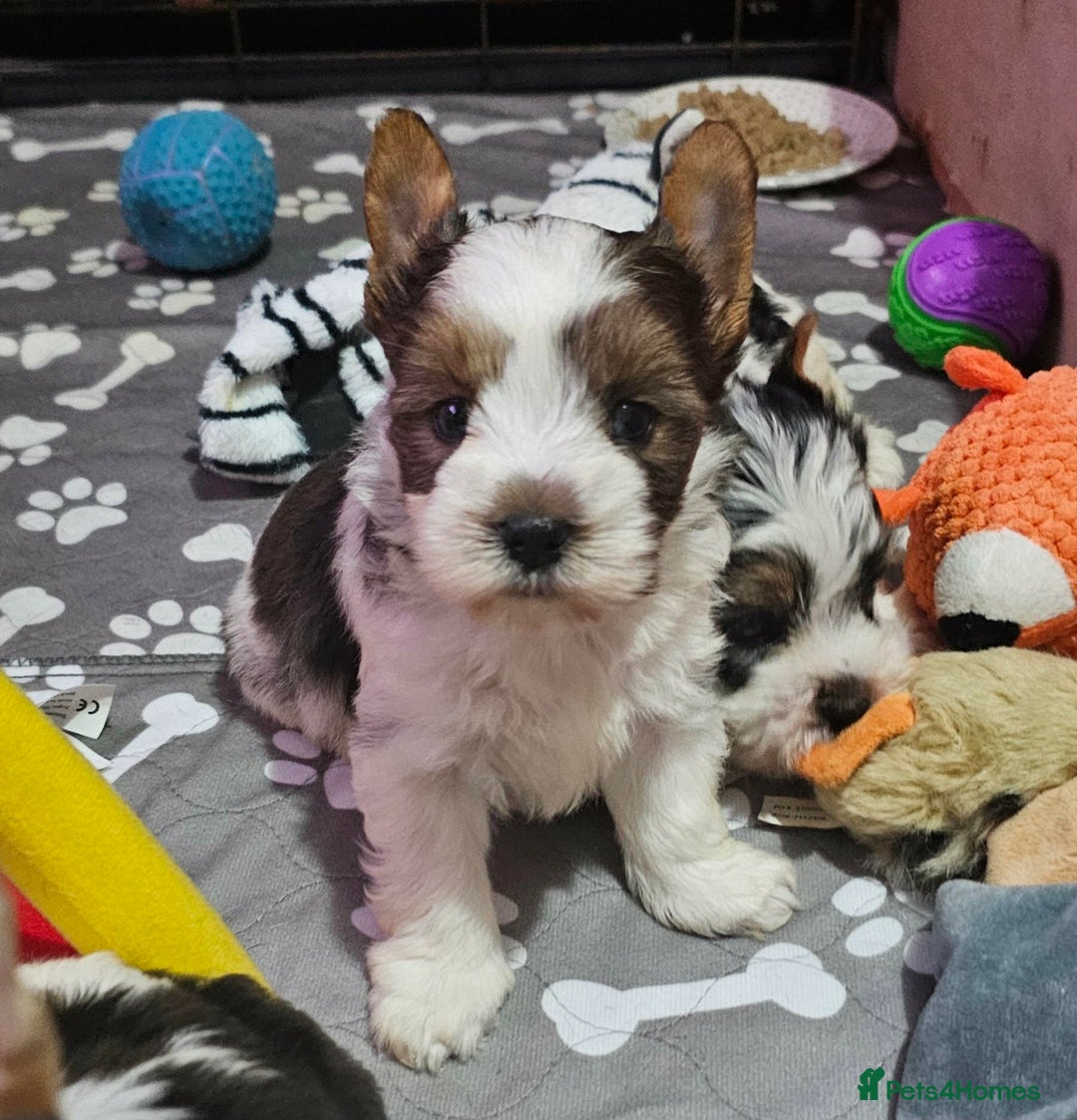 Yorkshire Terrier dogs for sale: 4 Adorable Yorkshire terrier pups  - Advert 12