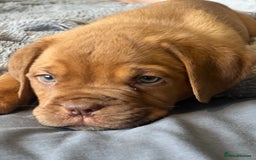 Dogue De Bordeaux dogs for sale: Kc registered Dogue de bordeaux puppies  - Image 18